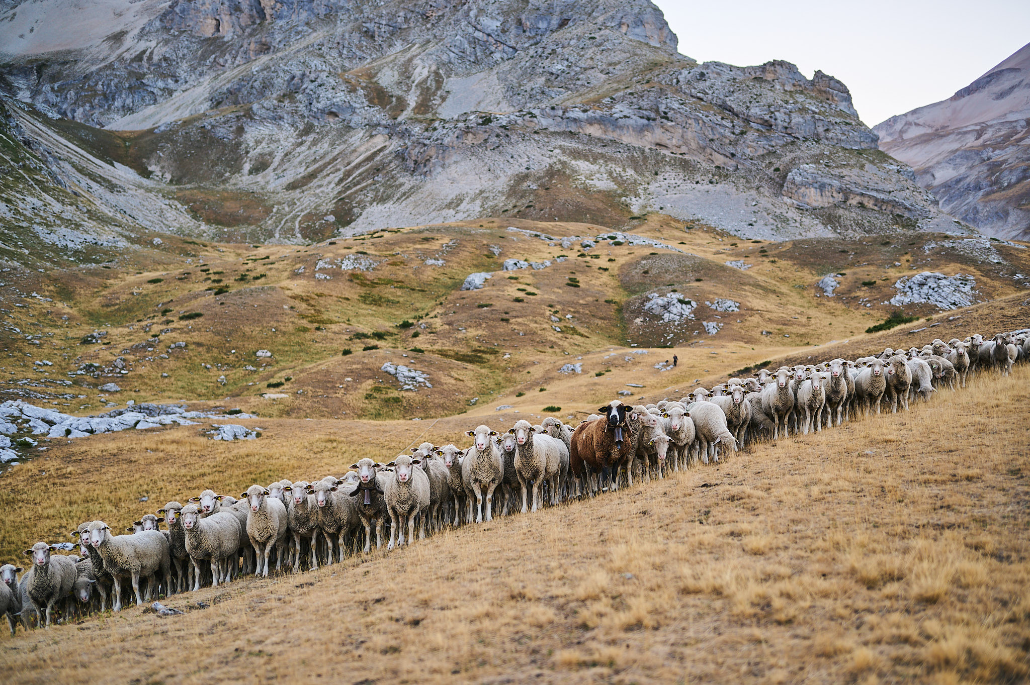 AntoineNaudet_ShepherdFamily_17