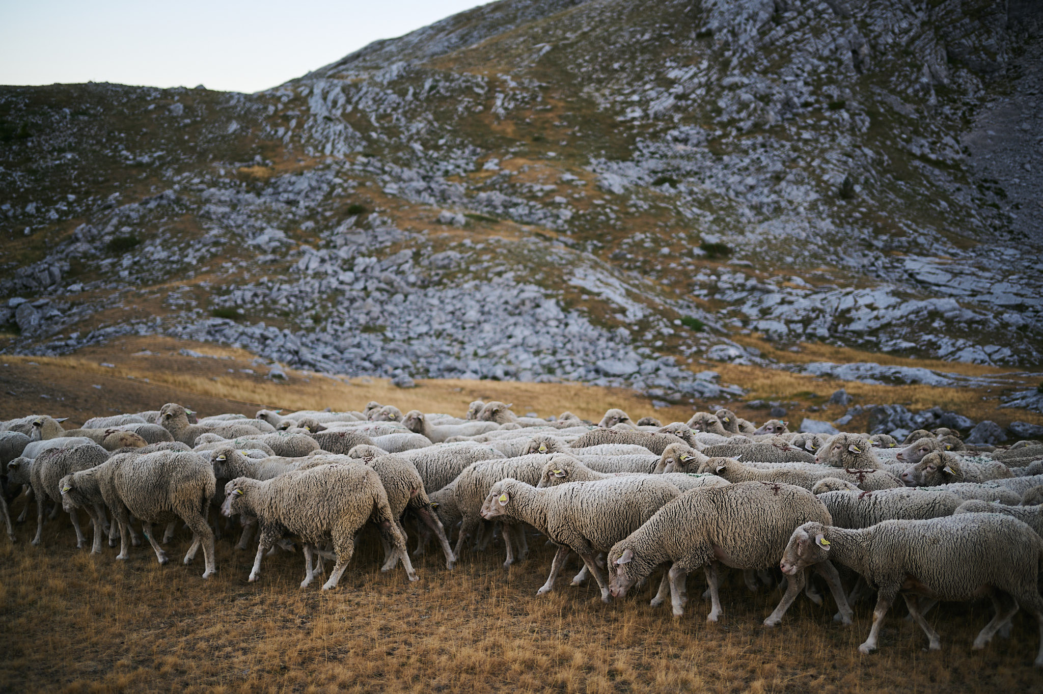 AntoineNaudet_ShepherdFamily_19