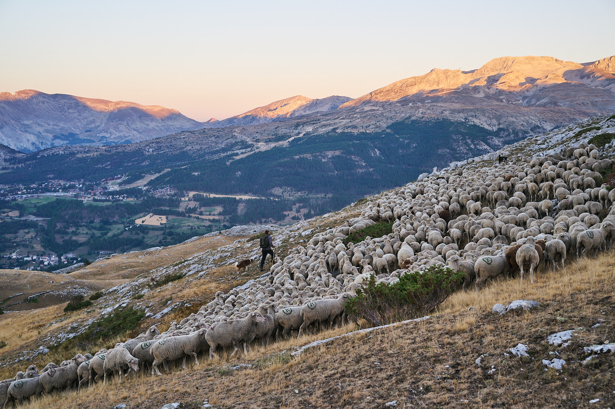 AntoineNaudet_ShepherdFamily_21