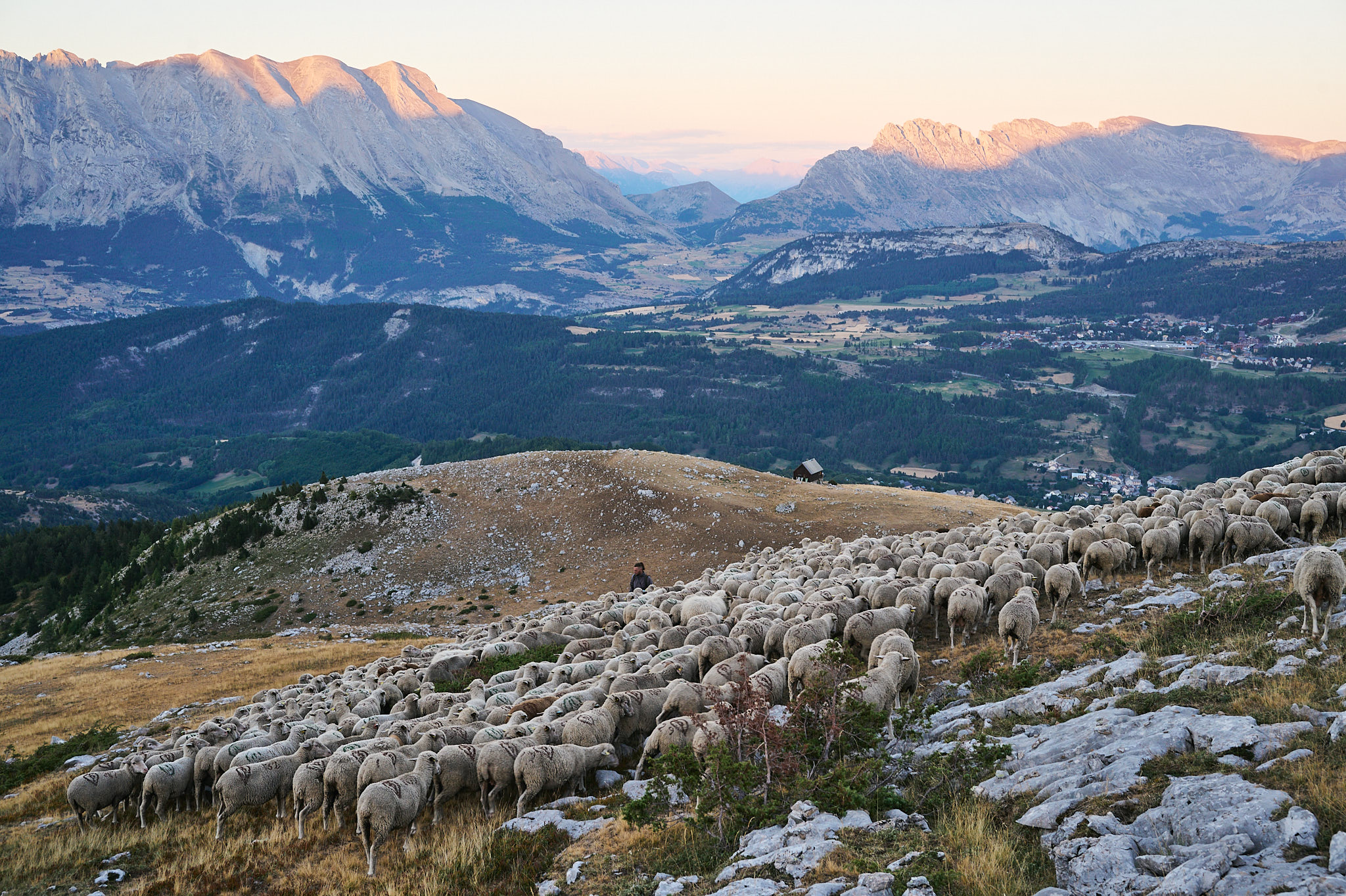 AntoineNaudet_ShepherdFamily_22