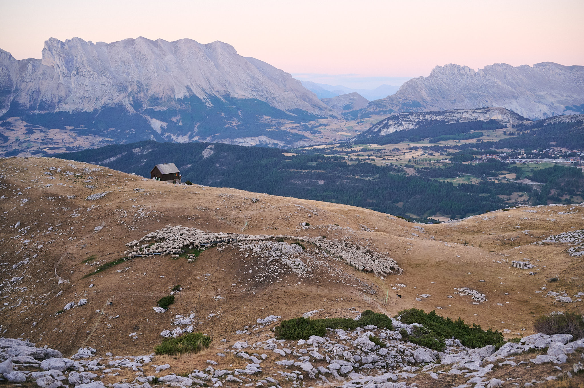 AntoineNaudet_ShepherdFamily_24