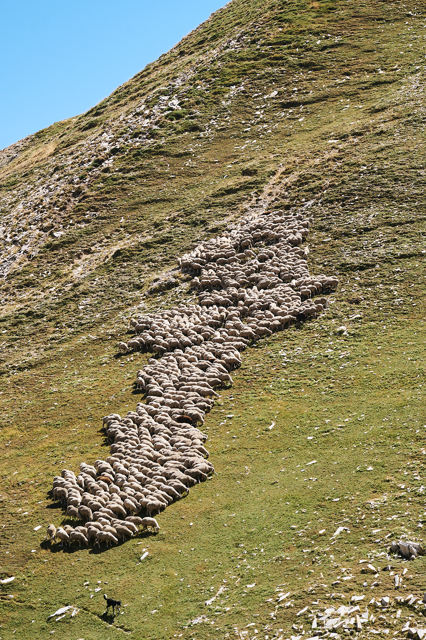 AntoineNaudet_ShepherdFamily_39